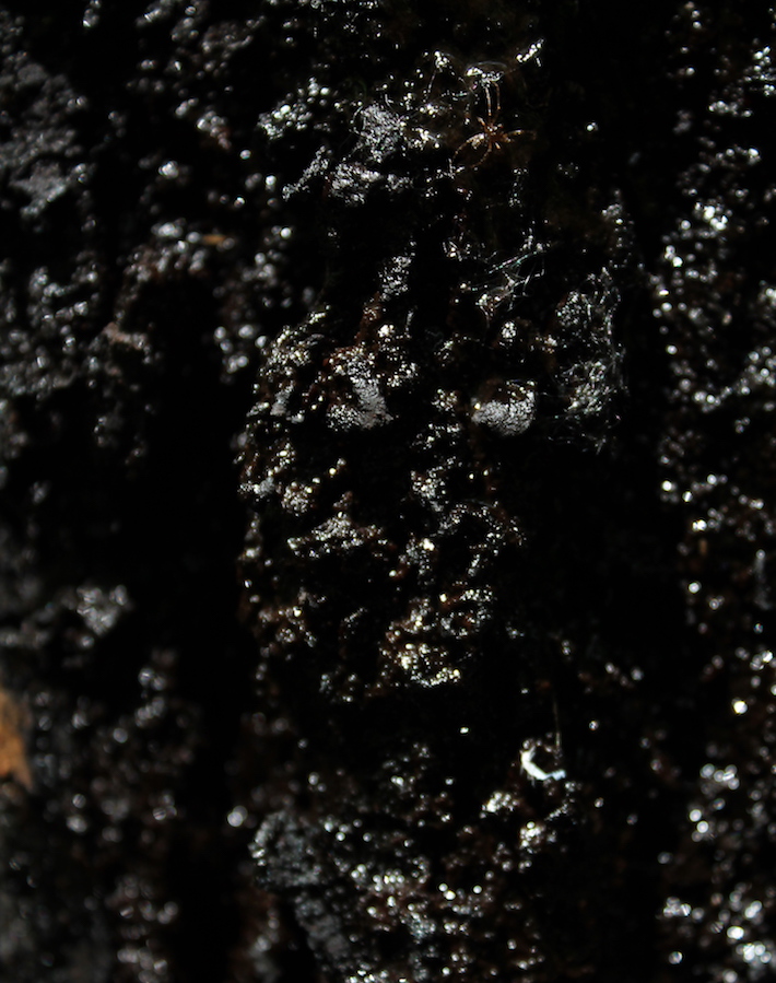 Bild "Kunstverein virtuell Online-Vernissagen:Gerstner_Blut-Spinne.jpg"